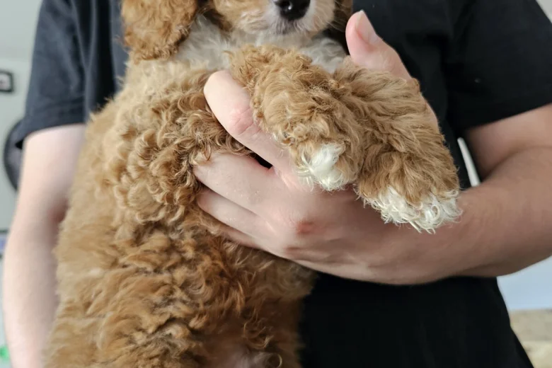 Cockapoo