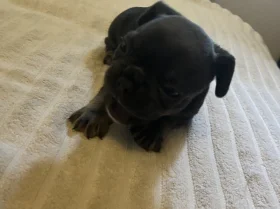 French Bulldog
