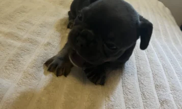 French Bulldog