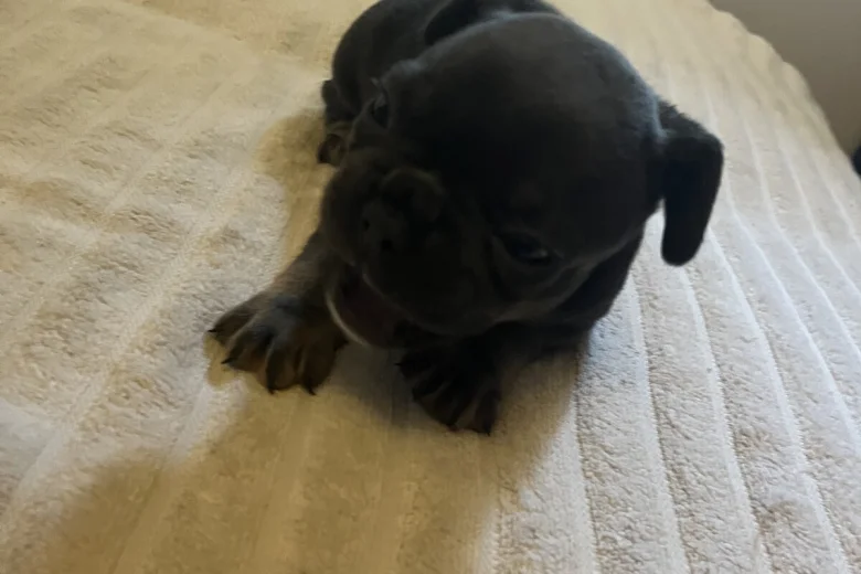 French Bulldog