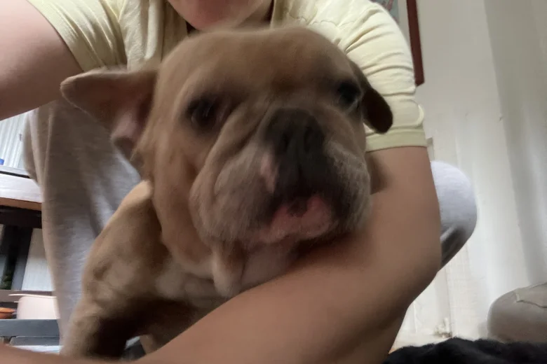 French Bulldog