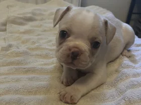 French Bulldog