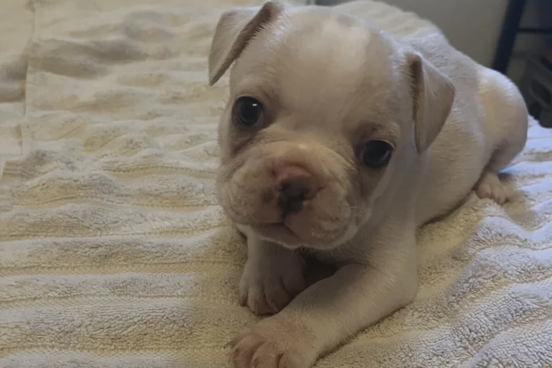 French Bulldog