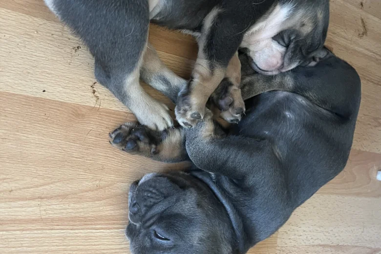French Bulldog