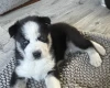 Siberian Husky