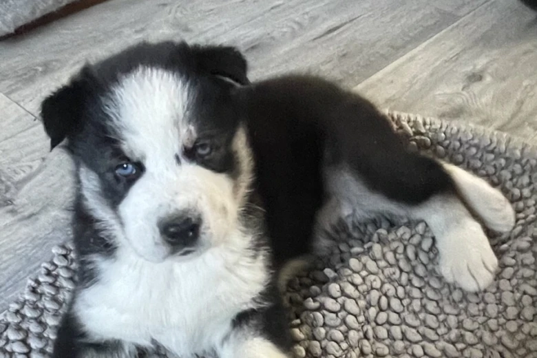 Siberian Husky