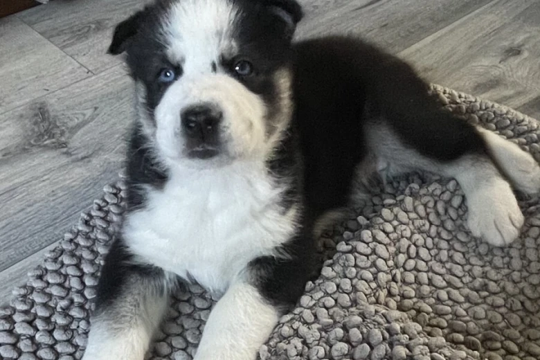 Siberian Husky