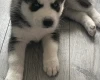 Siberian Husky