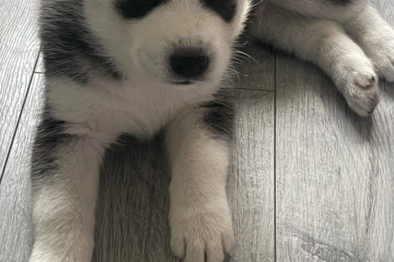 Siberian Husky