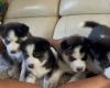 Siberian Husky