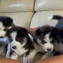 Siberian Husky