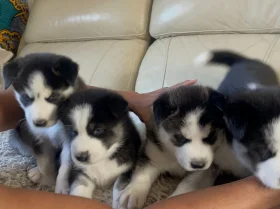 Siberian Husky