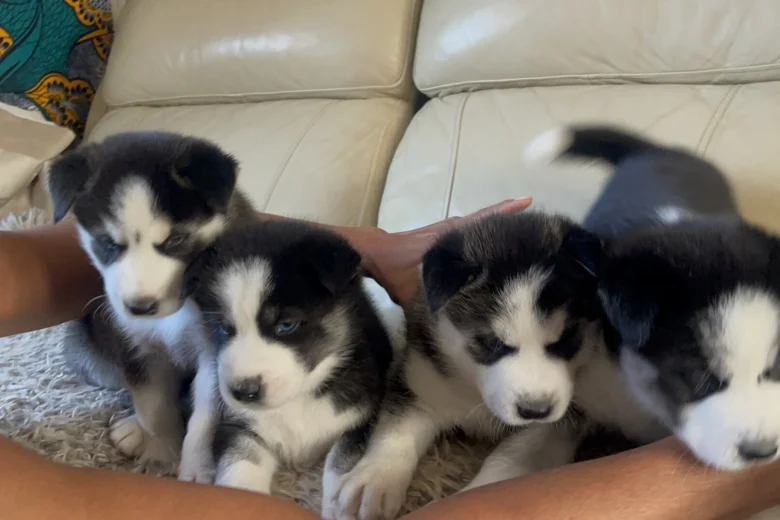 Siberian Husky