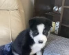 Siberian Husky