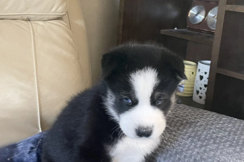 Siberian Husky