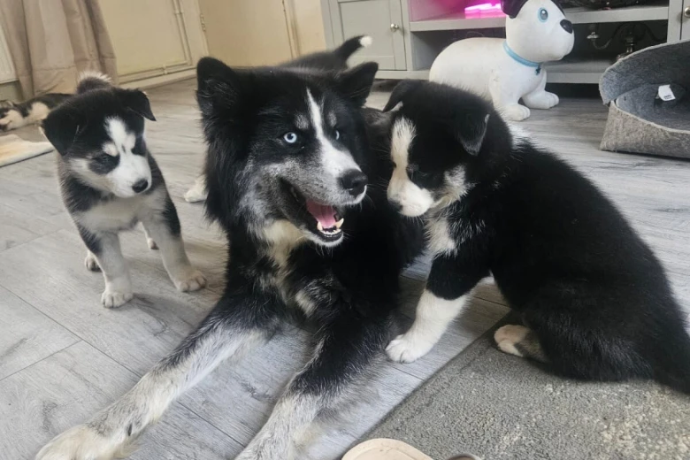 Siberian Husky