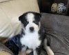 Siberian Husky