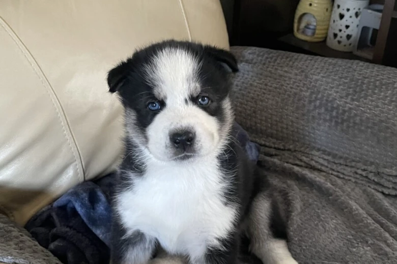 Siberian Husky