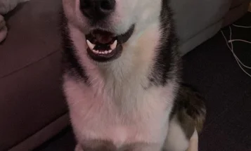 Siberian Husky