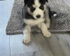 Siberian Husky