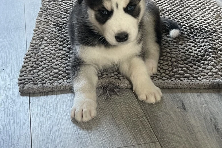 Siberian Husky