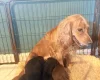 Cocker Spaniel (Working)