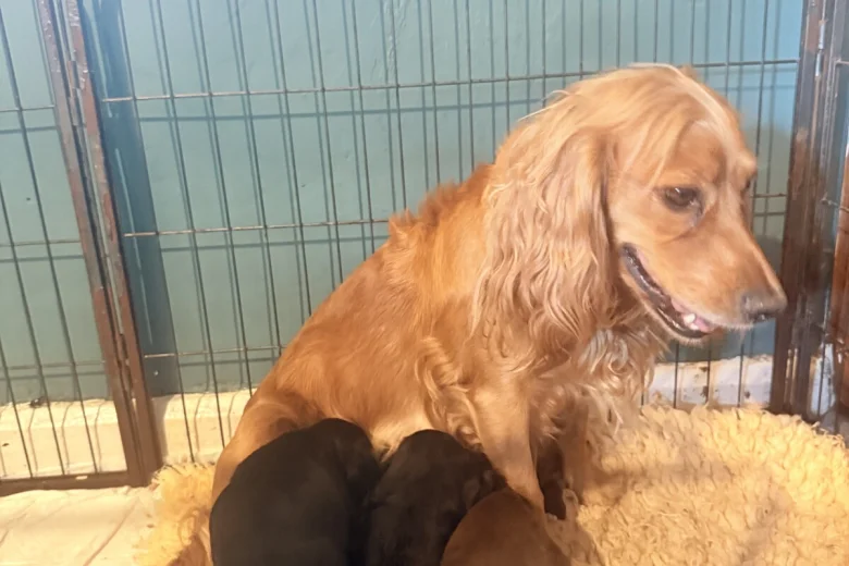 Cocker Spaniel (Working)