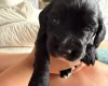 Cocker Spaniel (Working)