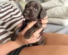 Cocker Spaniel (Working)