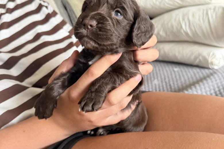 Cocker Spaniel (Working)