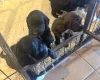 Cocker Spaniel (Working)