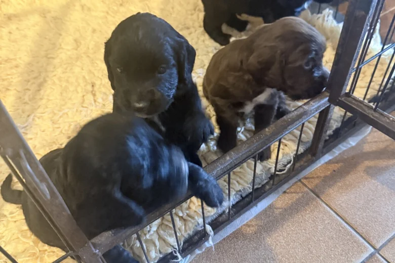 Cocker Spaniel (Working)