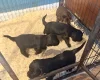Cocker Spaniel (Working)