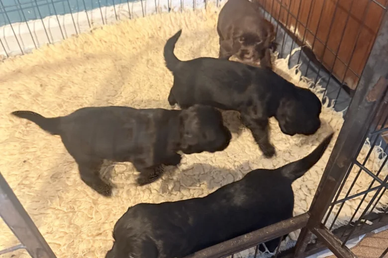 Cocker Spaniel (Working)