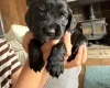 Cocker Spaniel (Working)