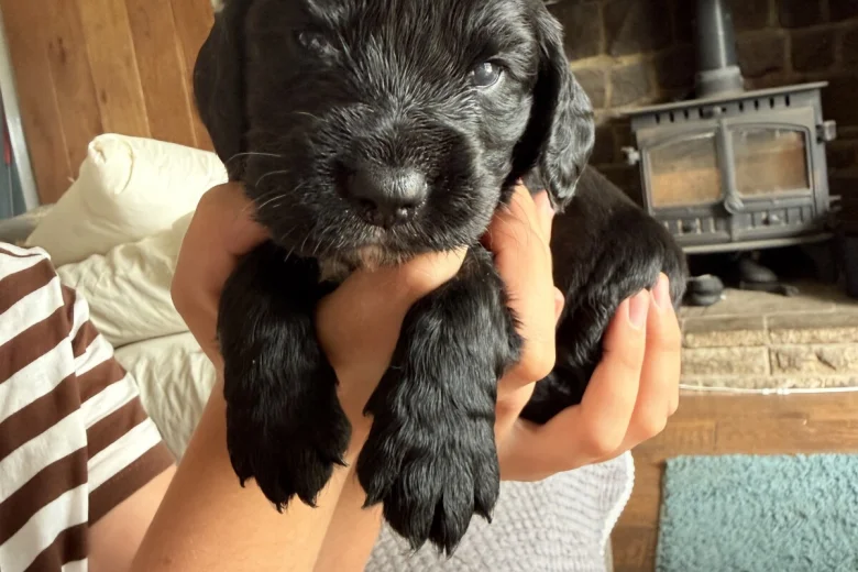 Cocker Spaniel (Working)
