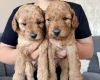 Labradoodle