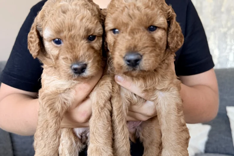 Labradoodle