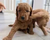 Labradoodle
