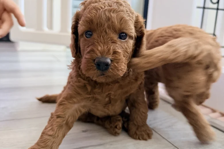 Labradoodle