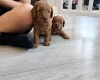 Labradoodle