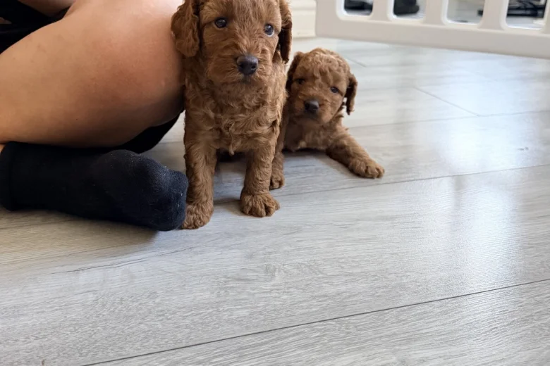 Labradoodle