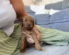 Labradoodle