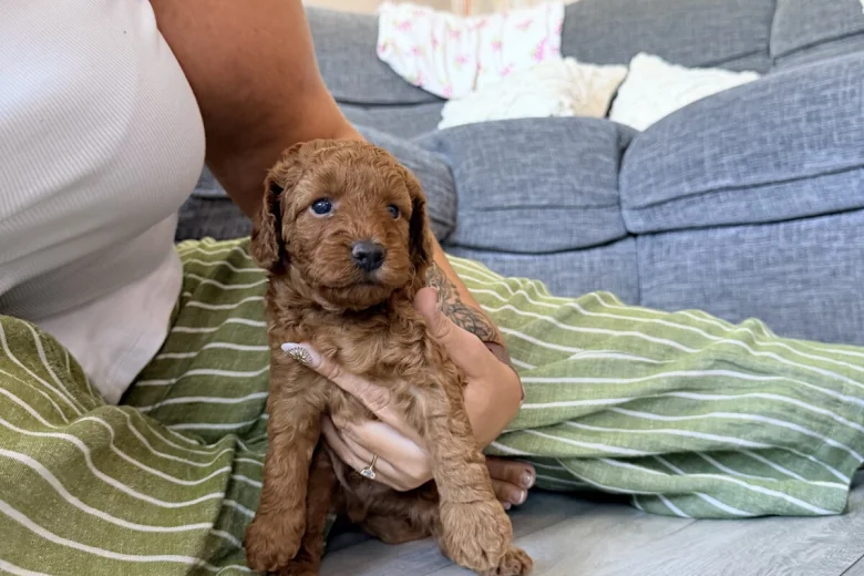 Labradoodle