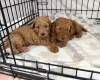 Labradoodle