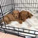 Labradoodle
