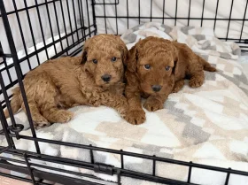 Labradoodle