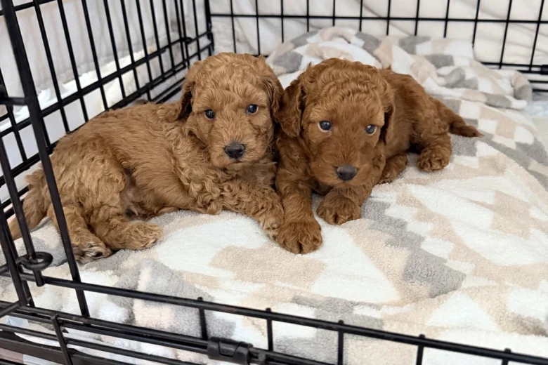 Labradoodle