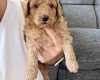 Labradoodle