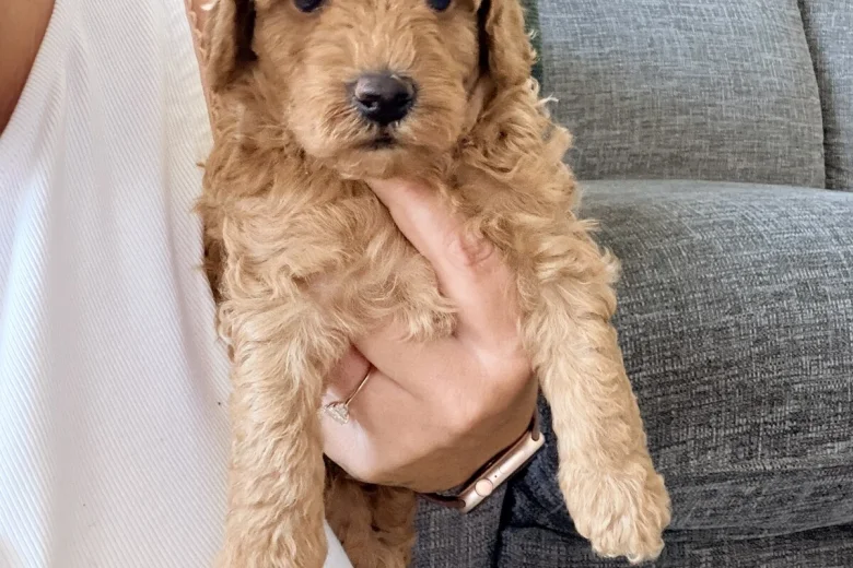 Labradoodle